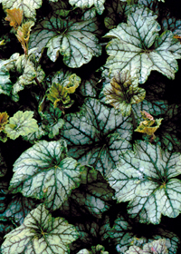 Heuchera 'Mint Frost'                             